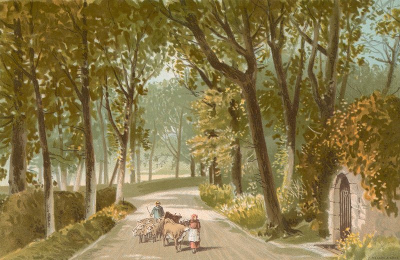 Vinchelez Lane--Jersey od English School
