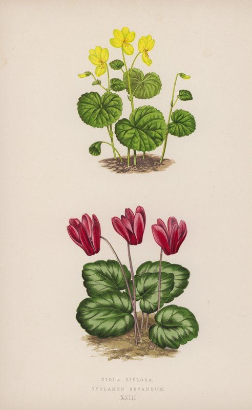 Viola Biflora; Cyclamen Repandum (barva litho) od English School