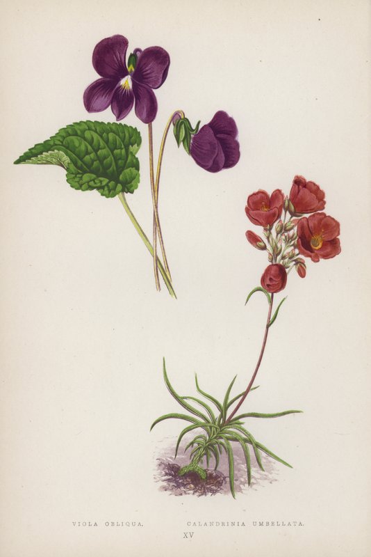 Viola Obliqua; Calandrinia Umbellata (barevná litografie) od English School