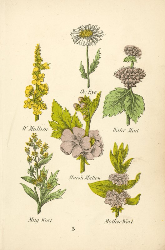 W Mullien, Ox Eye, Water Mint, Marsh Mallow, Mug Wort, Mother Wort (barevná litografie) od English School