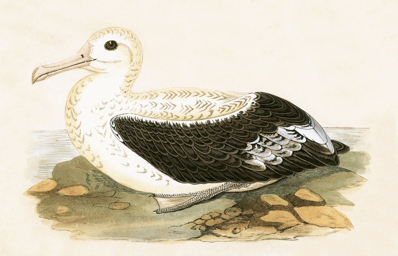 Putující Albatros, ilustrace z „Historie ptáků Evropy, která nebyla pozorována na Britských ostrovech“ od Charlese Roberta Bree (1811-86), vydáno 1867 od English School