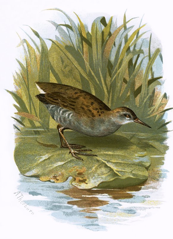 Water-Rail od English School