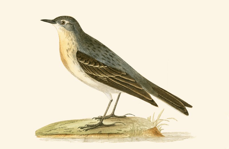 Pipit vodní, ilustrace z „Historie ptáků Evropy nepozorovaných na Britských ostrovech“ od Charlese Roberta Bree (1811-86), vydáno 1867 od English School