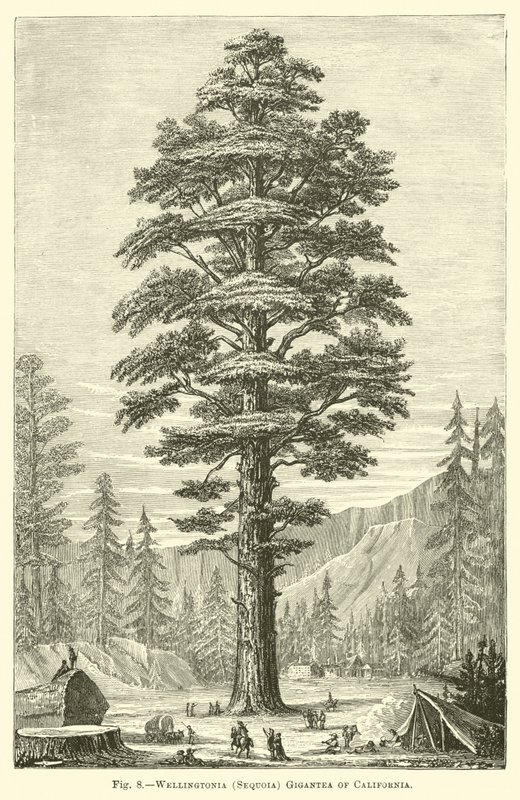 Wellingtonia (Sequoia) Gigantea z Kalifornie od English School