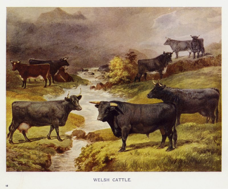 Velšský skot (barevné litho) od English School