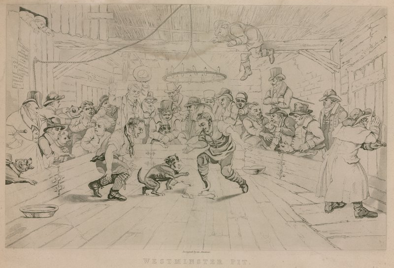 Westminster Pit od English School