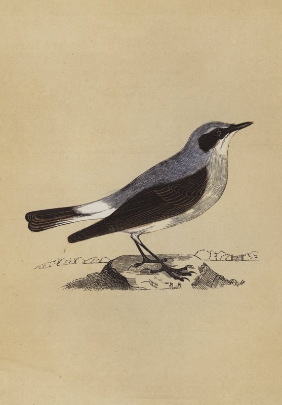 Wheatear (barva lito) od English School