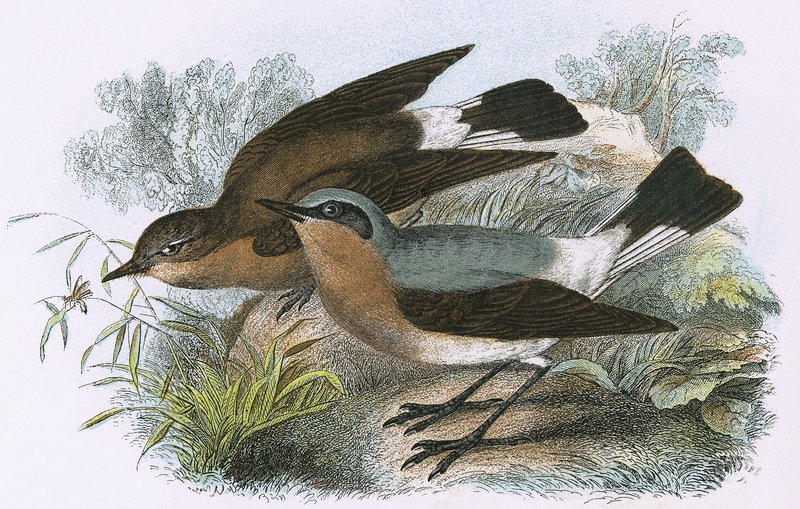 Wheatear od English School