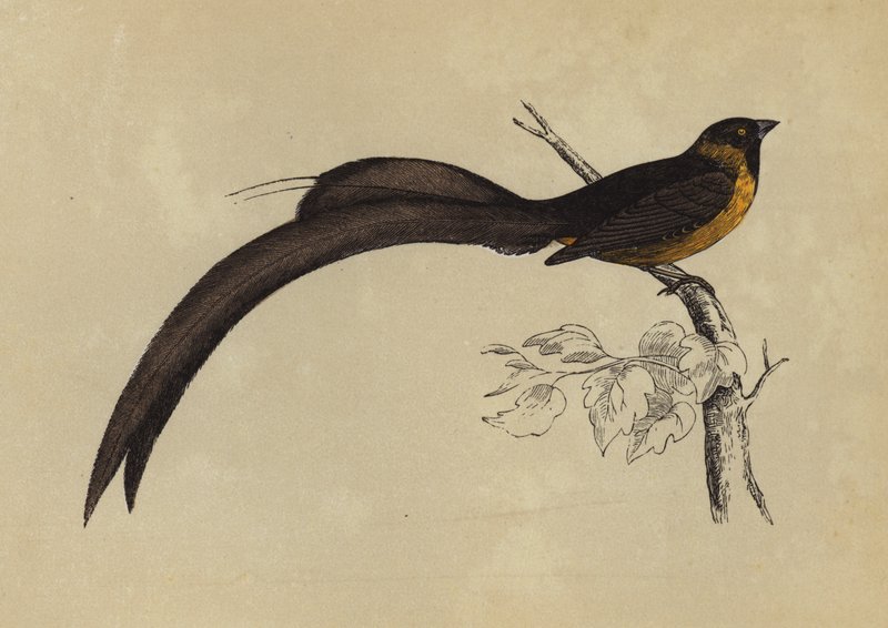 Whidah Finch (barevná litografie) od English School