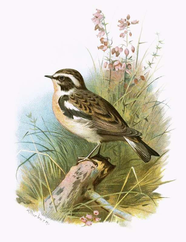 Whinchat od English School