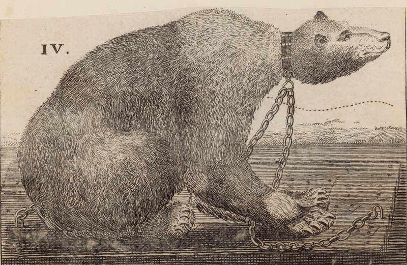White Bear vystavený v Mr Bodys, Mulberry Garden od English School