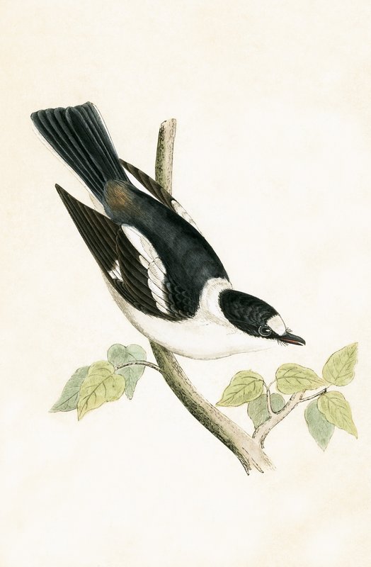 Flycatcher White Collared, ilustrace z knihy „Historie ptáků Evropy, která nebyla pozorována na Britských ostrovech“ od Charlese Roberta Bree (1811-86), vydané 1867 od English School