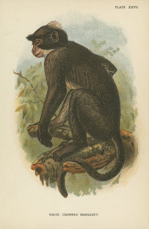Mangabey s bílou korunou od English School