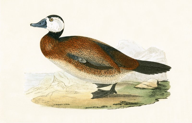 Kachna bělohlavá, ilustrace z knihy „Historie ptáků Evropy nepozorovaných na Britských ostrovech“ od Charlese Roberta Bree (1811-86), vydáno 1867 od English School