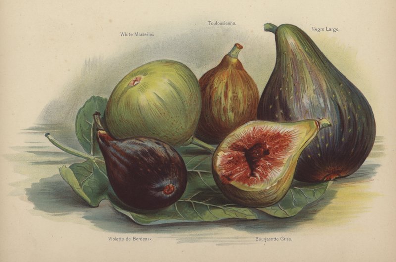Bílé Marseille, Toulousaine, Schwarze Largo, Violette de Bordeaux, Bourjassotte Grise od English School