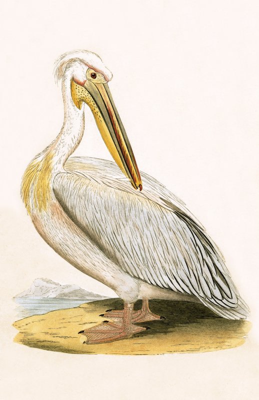 Bílý pelikán, ilustrace z „Historie ptáků Evropy nepozorovaných na Britských ostrovech“ od Charlese Roberta Bree (1811-86), vydáno 1867 od English School