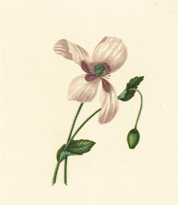 Bílý mák, Papaver Somniferum (barevná litografie) od English School