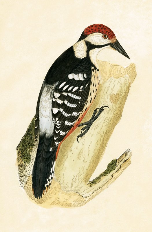 White Rumped datel, ilustrace z „Historie ptáků Evropy, která nebyla pozorována na Britských ostrovech“ od Charlese Roberta Bree (1811-86), vydáno 1867 od English School