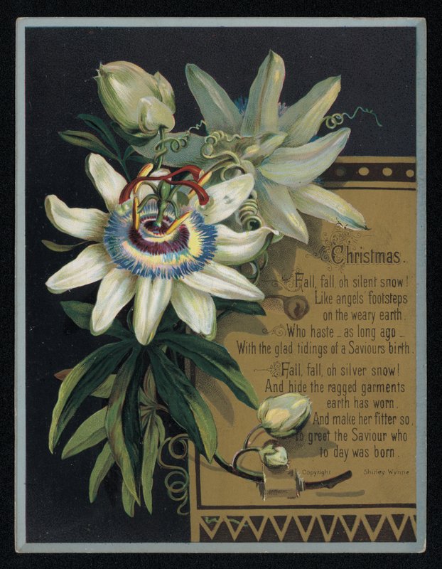 Bílá mučenka, vánoční přání. (chromolitho) od English School