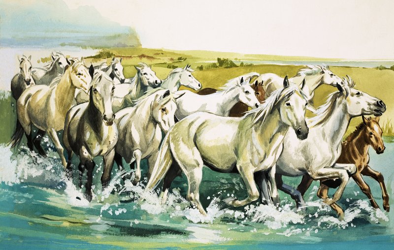 Divocí koně z Camargue, 1971 od English School