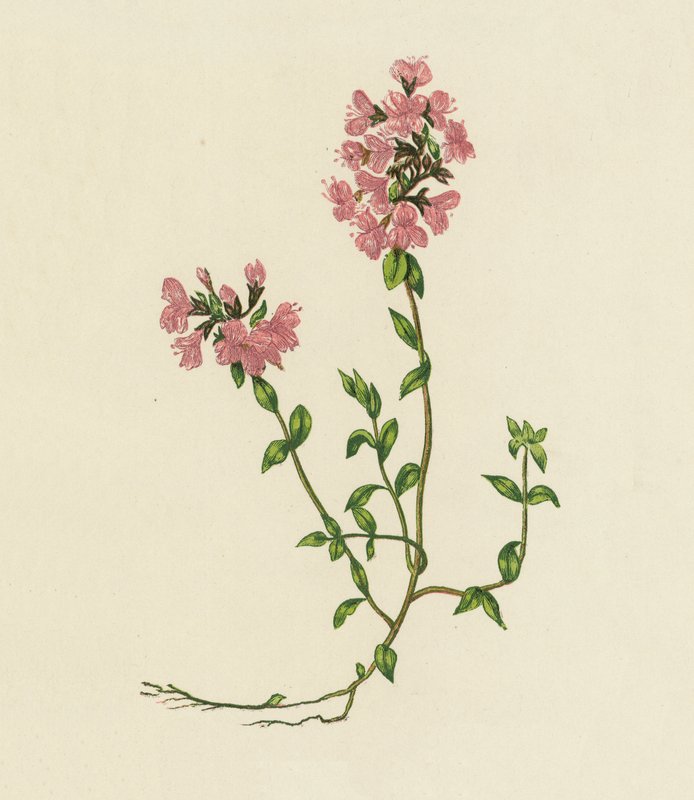 Divoký tymián, Thymus Serpyllum (barevná litografie) od English School