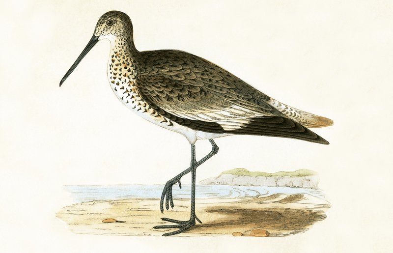 Willet, ilustrace z „Historie ptáků Evropy nepozorovaných na Britských ostrovech“ od Charlese Roberta Bree (1811-86), vydáno 1867 od English School