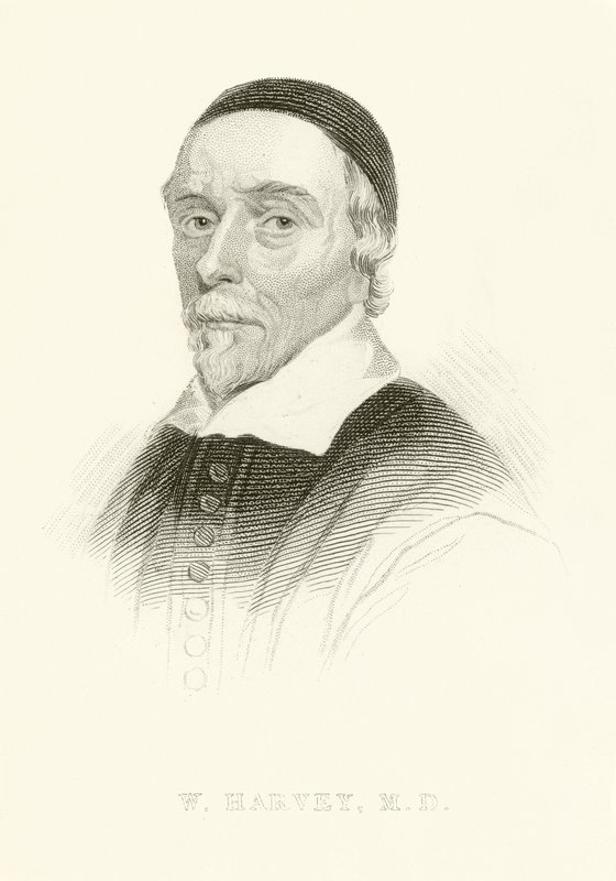 William Harvey od English School