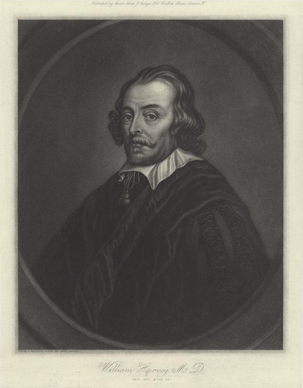 William Harvey, anglický lékař od English School