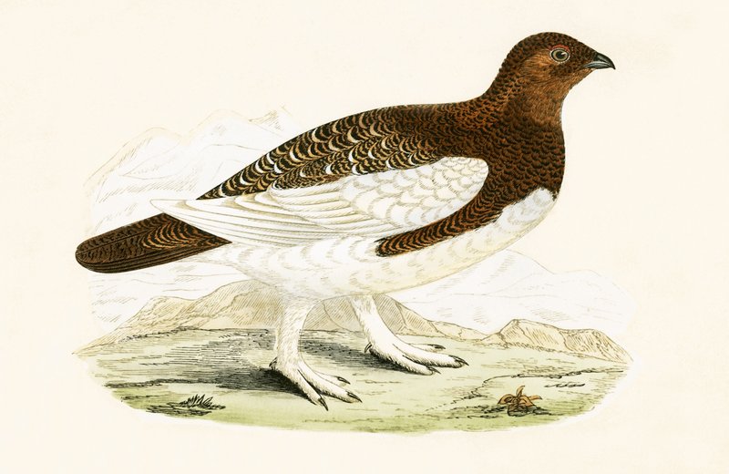 Willow Grouse, ilustrace z „Historie ptáků Evropy nepozorovaných na Britských ostrovech“ od Charlese Roberta Bree (1811-86), vydáno 1867 (barevně lito) od English School