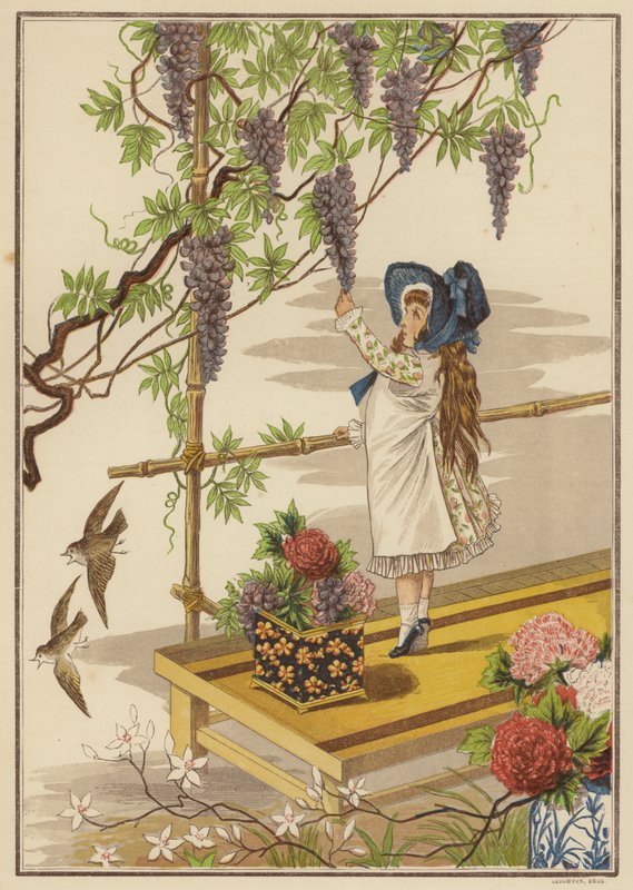 Wisteria (barevná lito) od English School