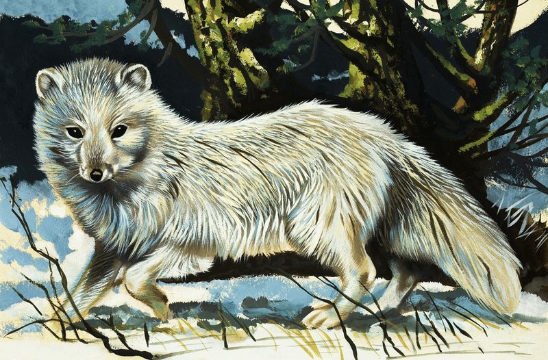 Wolf od English School