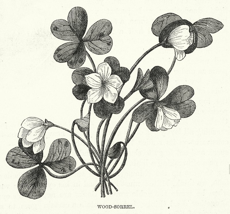 Wood-Sorrel (rytina) od English School