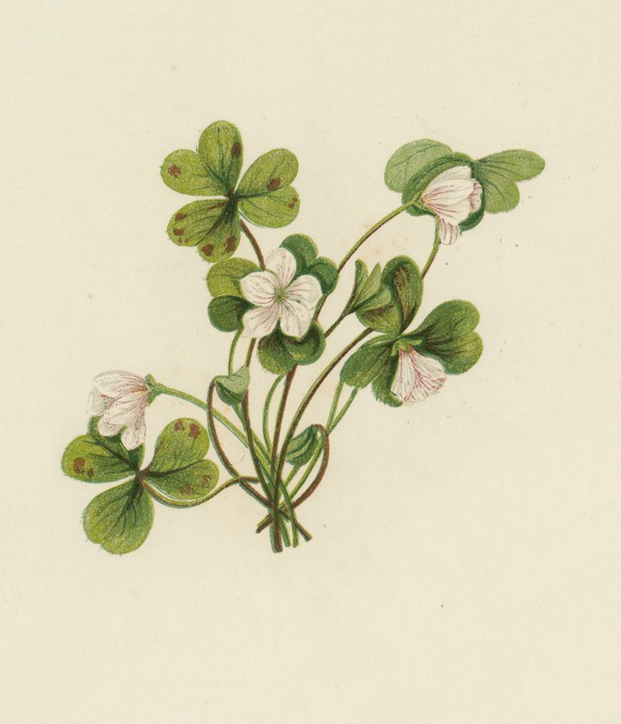 Wood-Sorrel, Oxalis Acetosella (barva lito) od English School
