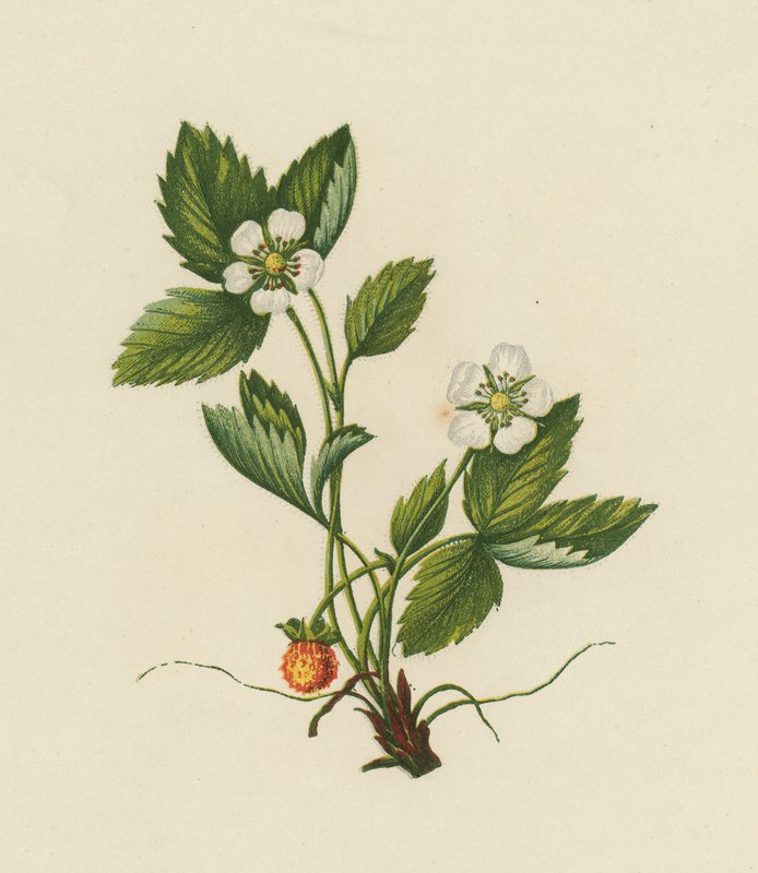 Dřevěná jahoda, Fragaria Vesca (barva lito) od English School