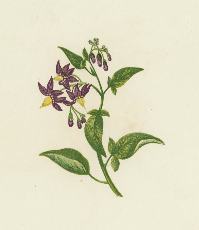 Woody Nightshade nebo Bitter Sweet, Solanum Dulcamara (barva lito) od English School