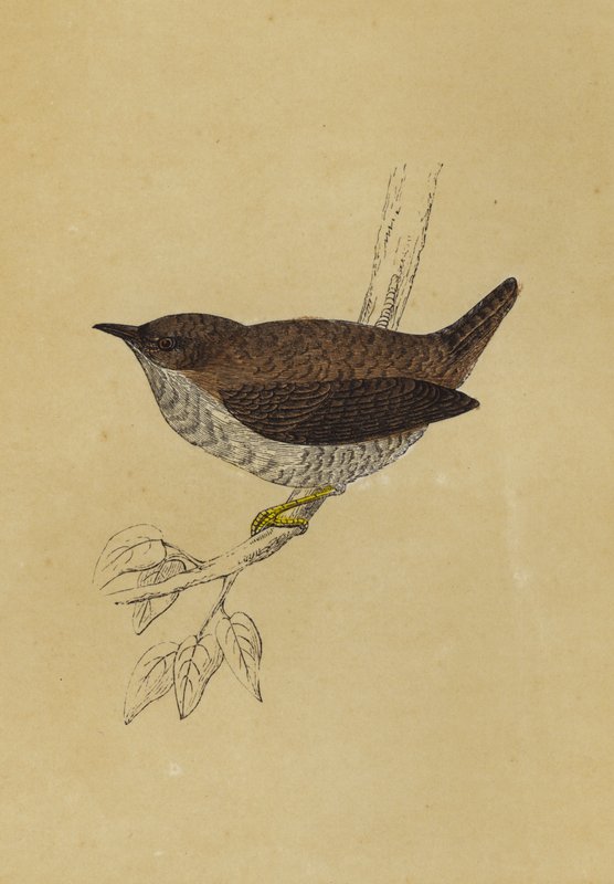 Wren (barevná litografie) od English School