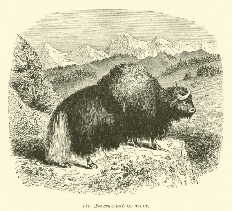Jak (Bos grunniens) z Tibetu od English School