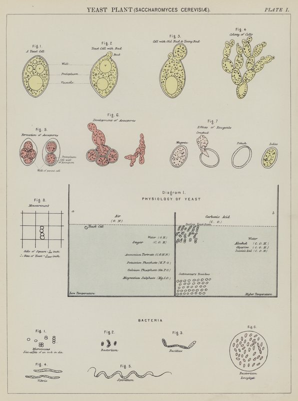 Kvasinka, Saccharomyces Cerevisiae (barevná litografie) od English School
