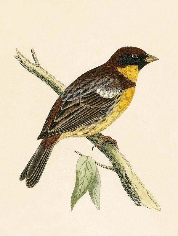 Zajíc polní, ilustrace z knihy "A History of the Birds of Europe Not Observed in the British Isles" od Charlese Roberta Bree (1811-86), vydáno 1867. od English School