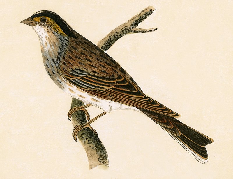 Strnad žlutavý, ilustrace z „Historie ptáků Evropy nepozorovaných na Britských ostrovech“ od Charlese Roberta Bree (1811-86), vydáno 1867 od English School