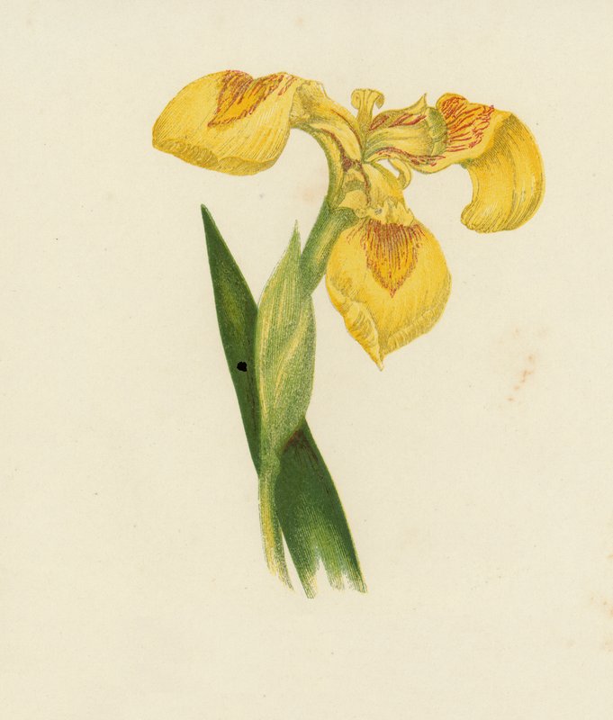 Iris žlutý, Iris Pseudacorus (barevná litografie) od English School