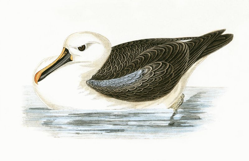 Albatros žlutý, ilustrace z „Historie ptáků Evropy nepozorovaných na Britských ostrovech“ od Charlese Roberta Bree (1811-86), vydáno 1867 od English School