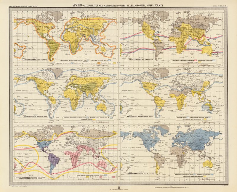 Zoogeografie: (barevná litografie): Aves, Accipitriformes, Cathartidiformes, Pelecaniformes, Anseriformes od English School