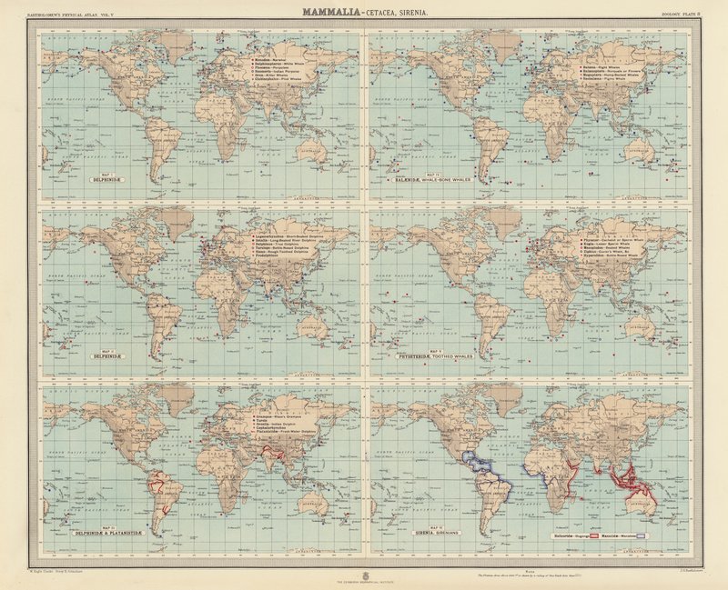 Zoogeografie: (barevná litografie). od English School