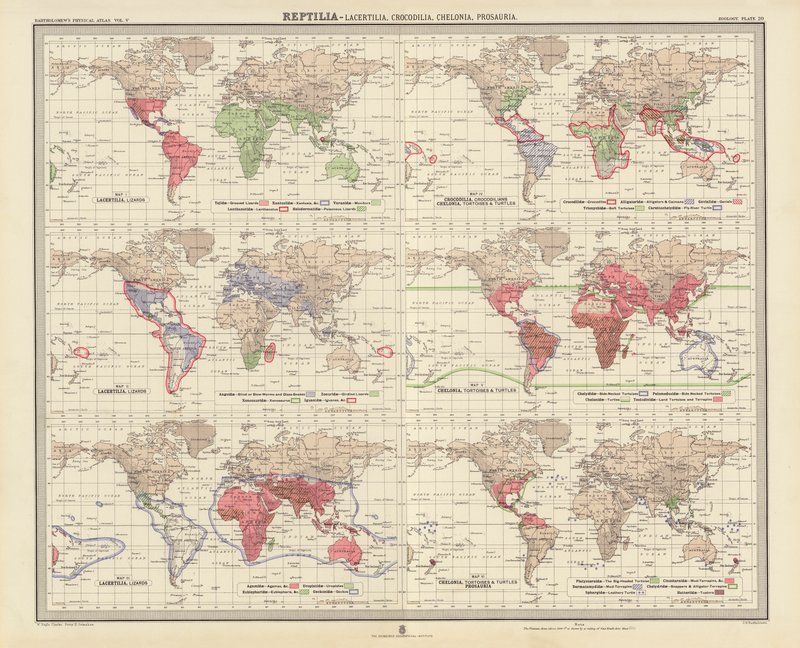 Zoogeografie: (barevná litografie): Reptilia, Lacertilia, Crocodilia, Chelonia, Prosauria od English School