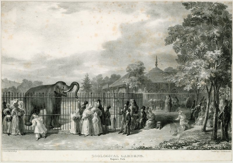 Zoologická zahrada, Regents Park od English School