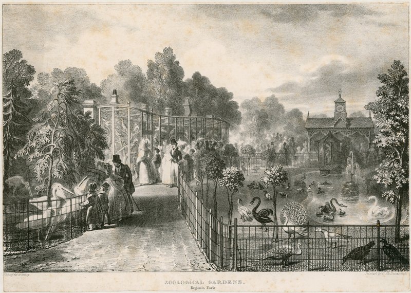 Zoologická zahrada, Regents Park od English School