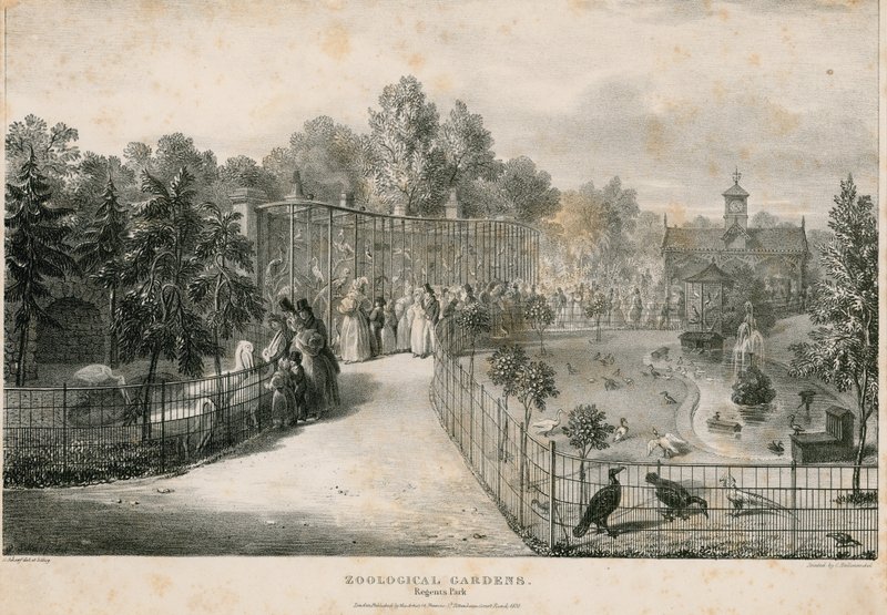 Zoologická zahrada, Regents Park od English School