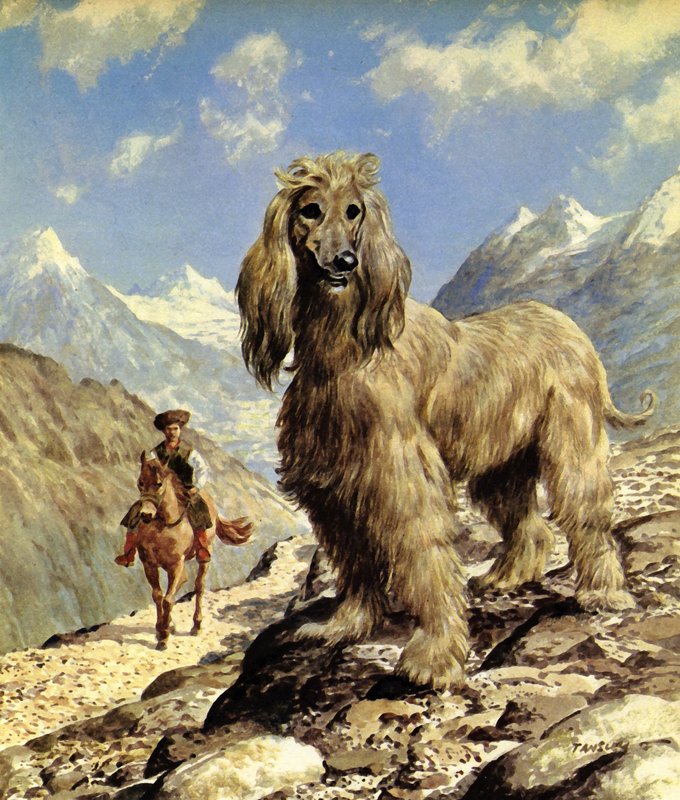 Afghánský chrt (barevná litografie) od Eric Tansley