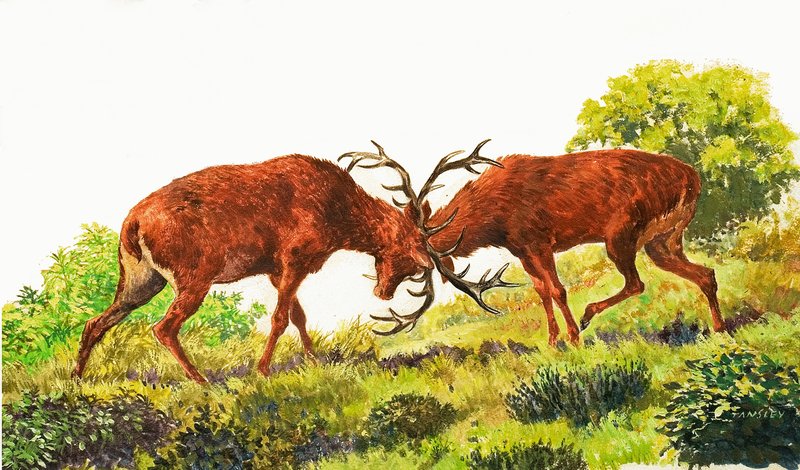 Red Deer od Eric Tansley